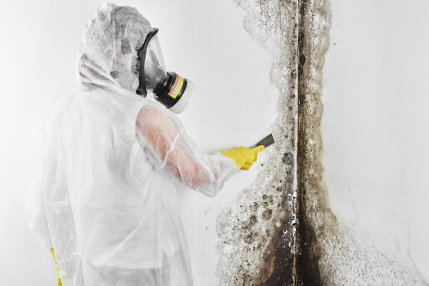 Best Basement Mold Remediation in Sardinia, OH