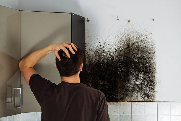 Best Kitchen Mold Remediation in Sardinia, OH